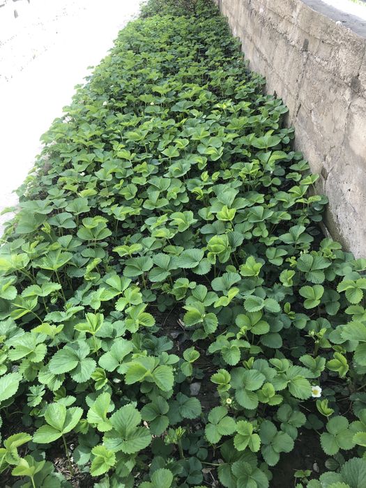 Рассада клубники домашняя