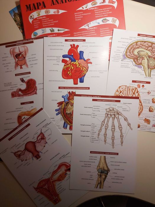 Atlas si mape perfecte pentru admiterea la medicina UMFCD