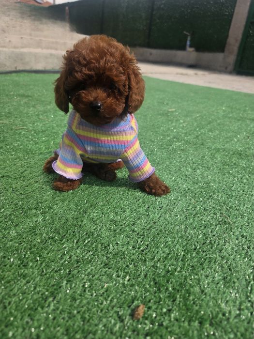 Пудел той момиче с документ за произход