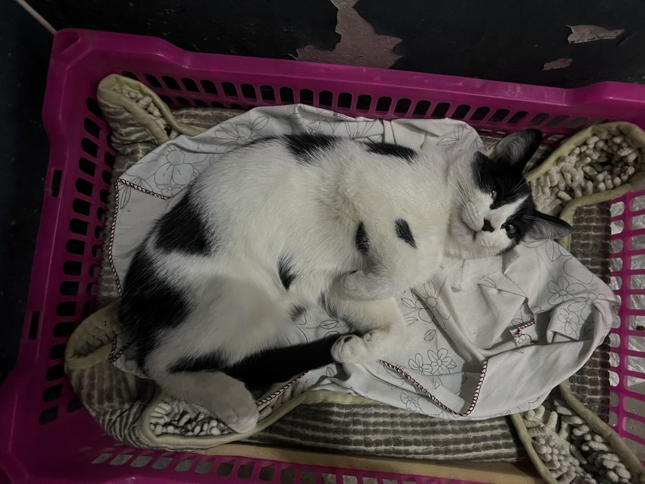 котенок даром, отдадим в хорошие руки