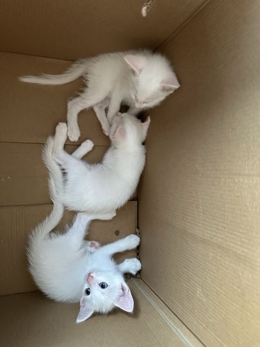 Породистые кошки
