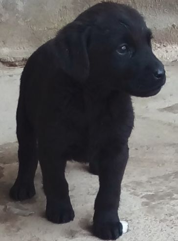 Лабрадор  21 кунлик