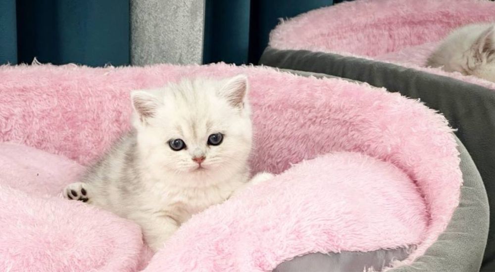 Британички в продаже