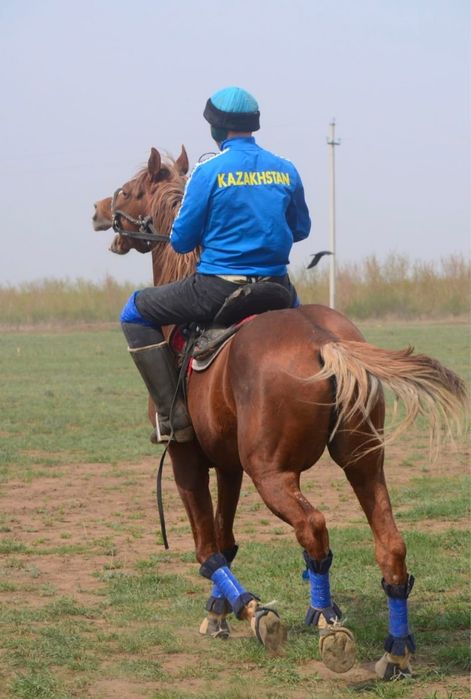 Көкпар Айғыр алдыңғы ат