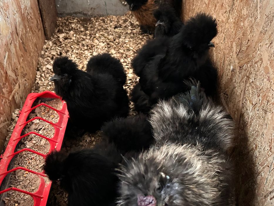 Vând ouă gǎini (Combatante indiene,Brahma Albastru și Mǎtase Japoneză)