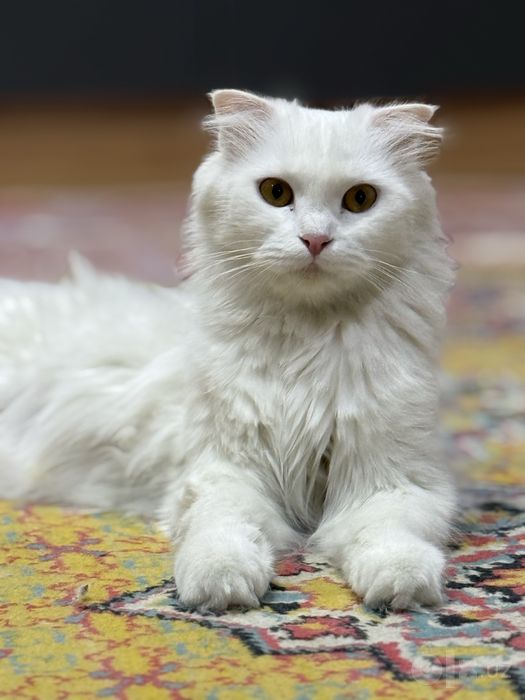 Scottish fold oq
