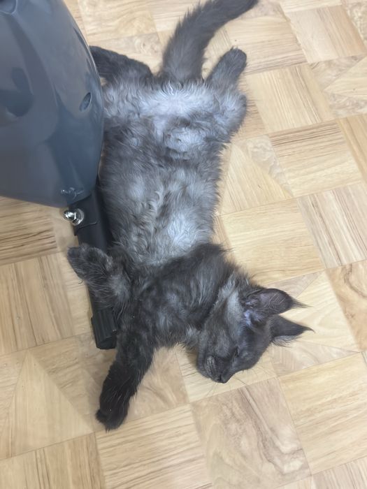 Продам котенка мейнкуна мальчик