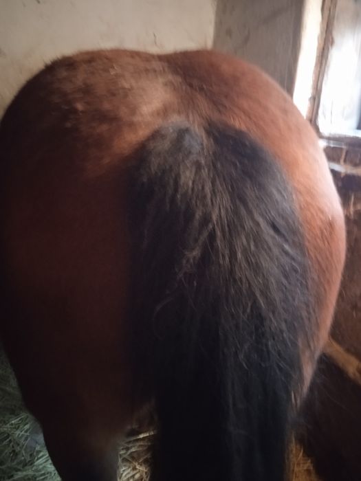 Iapa gestanta de 9 luni