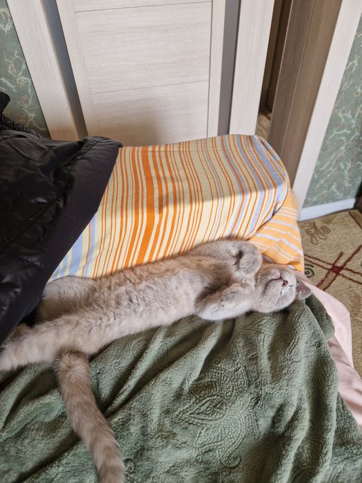 Кошка британка 4 месяца