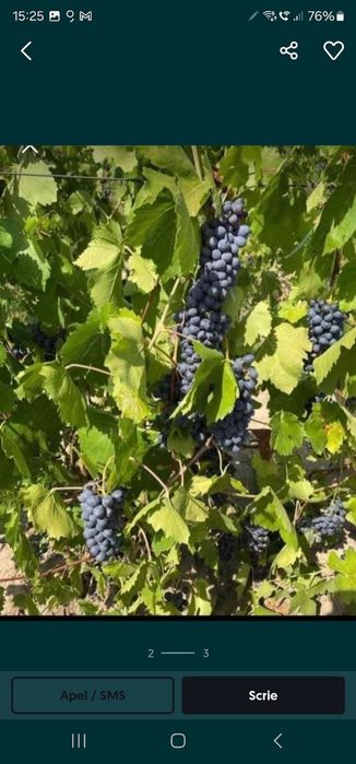 Vand struguri pentru vin si must