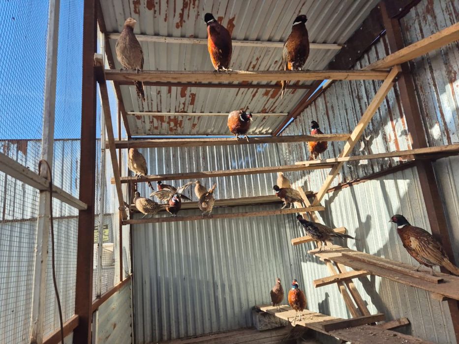 Кыргауыл сатылады