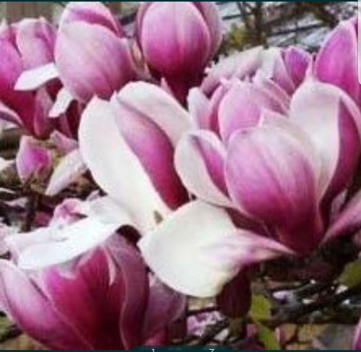 Magnolii