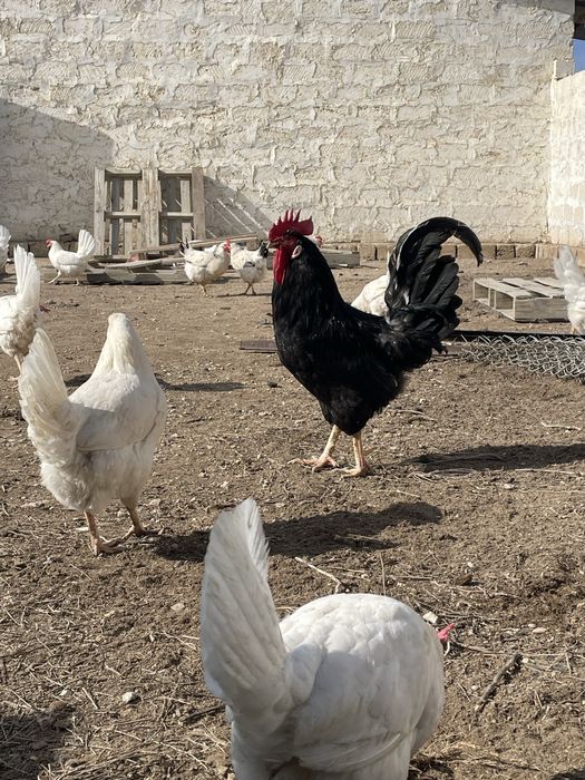 Қара әтеш сатырпды