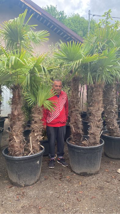 Vand palmier 2 trunchiuri