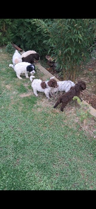 Лагото Романьоло