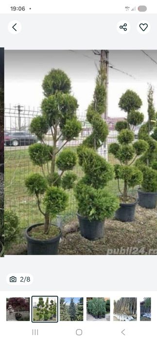 Tuia  leilandi chipaross