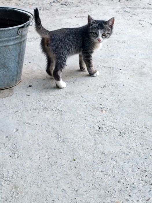 Отдадим кошек/котов бесплатно в хорошие руки .