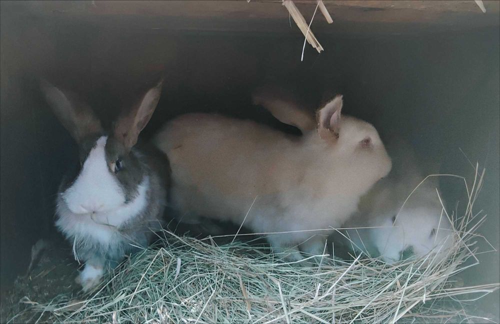 Vând iepuri de rasă mixtă