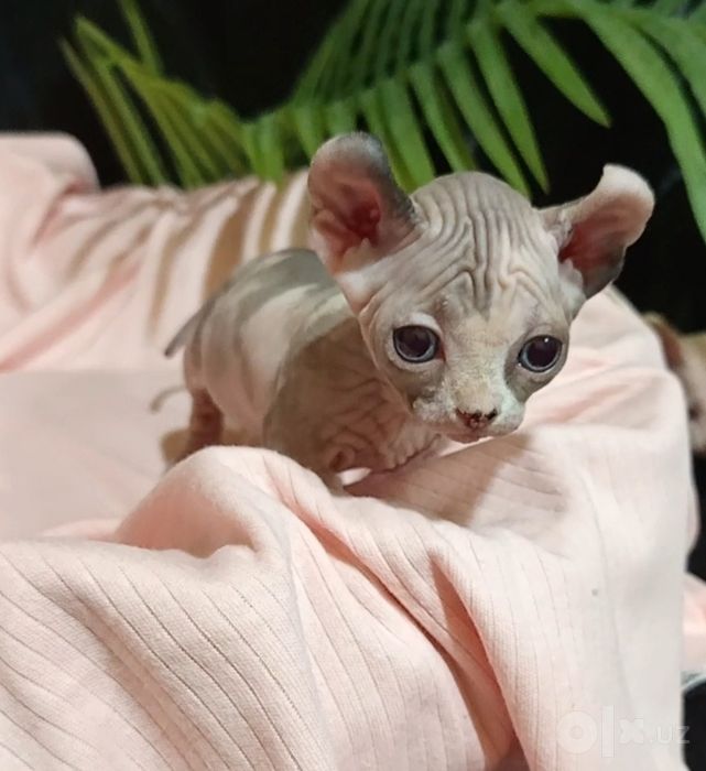 Сфинкс двельф 1 месяц девочка