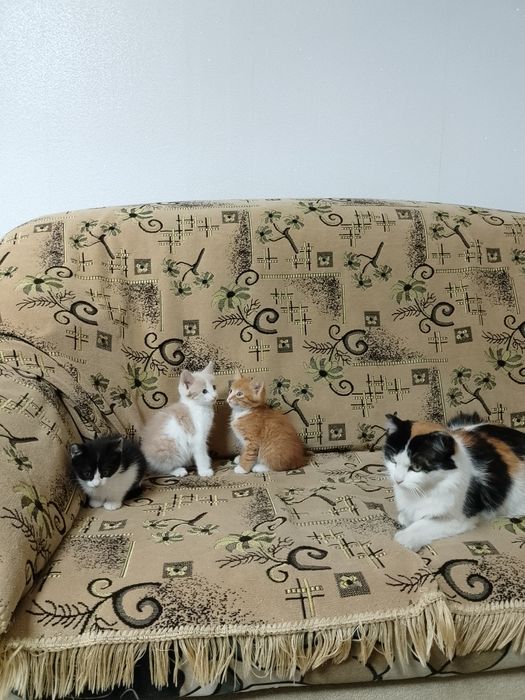 Продам домашних котят