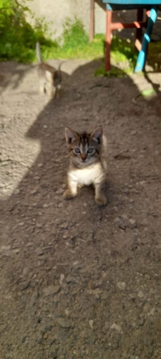 В добрые руки котята