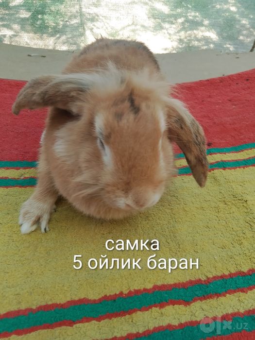 Quyonlar sotiladi zotli