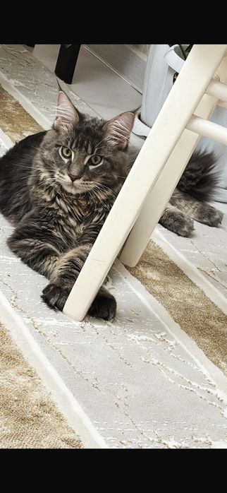 .Мейн-кун    …..