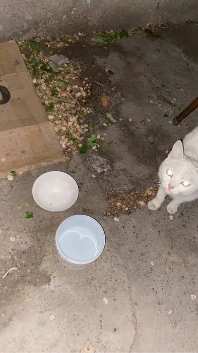 Котенок, девочка