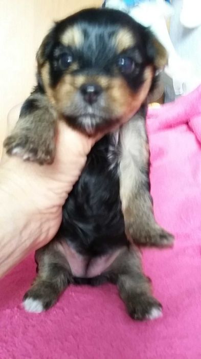 Продаю мини щенков йоркширского терьера