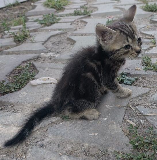 Отдам котят в хорошие руки.