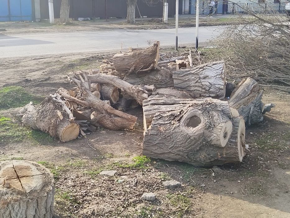 дрова даром (отынга агаш)