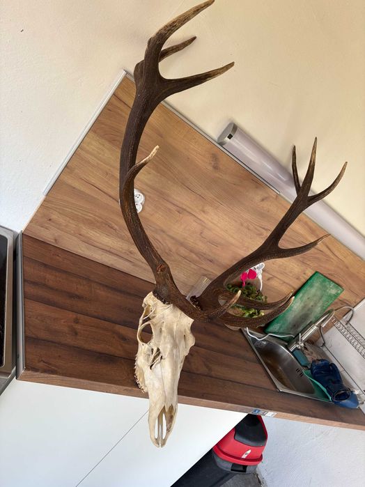 Рога на благороден елен - трофей