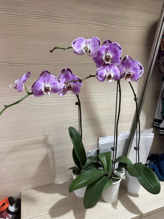 Орхидеи орхидея отцвели