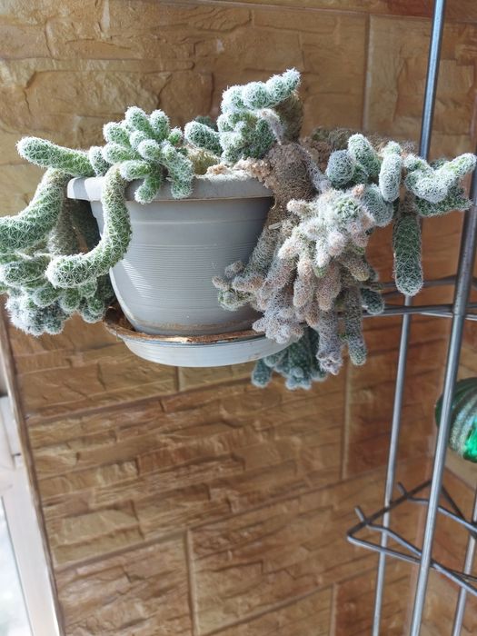 Цветы  комнатные ,  каланхое