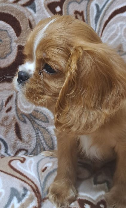 Щенки Кавалер Кинг Чарльз