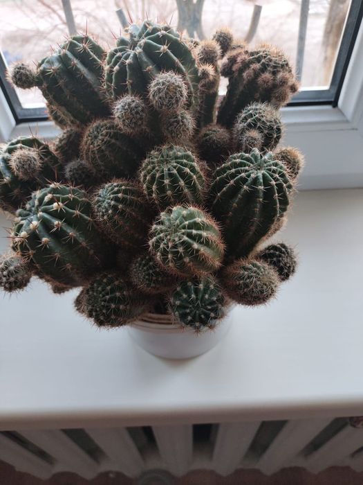 Продам комнатные кактусы