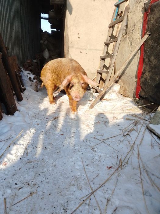 Продам 2-х годовалого кобана хряк