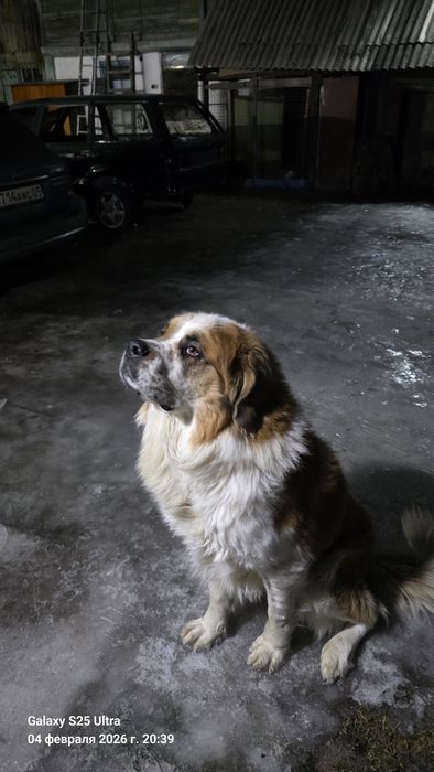 Московская сторожевая