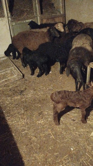 Қозыл қойлар сатылымда