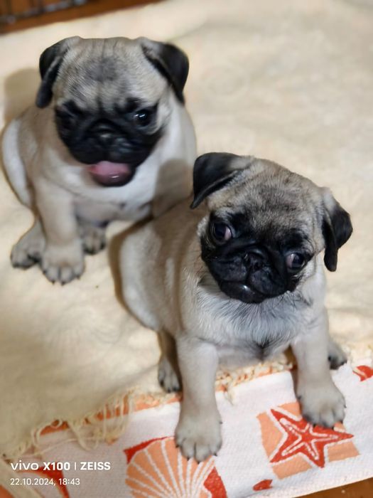 Очаровательные щенки Мопса.