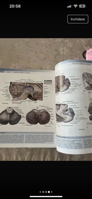 Atlas Grant Anatomie - NEFOLOSIT