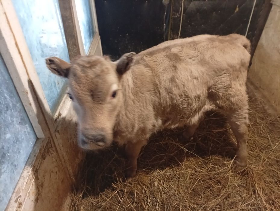 Продам   теленка