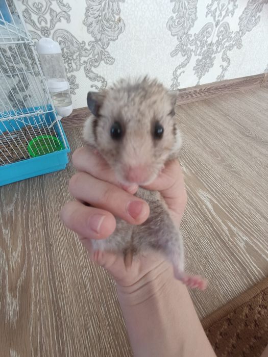 Нету времени на домашнее животное