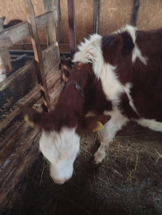 Se   vând doua vitele de rasa montebiliardè francez  una are 3 luni și una are 3 luni jumate