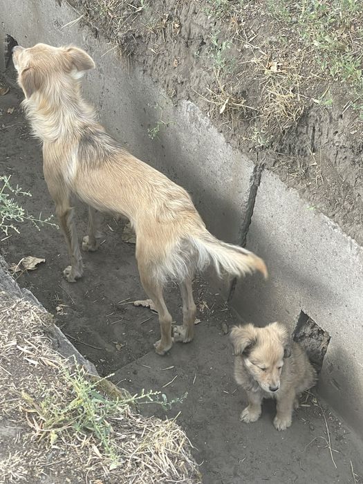 Щенки в добрые руки