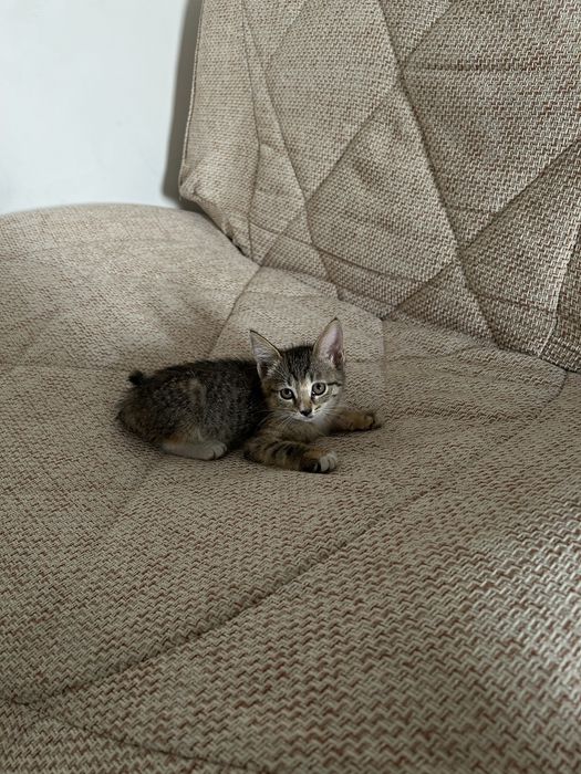 Отдам котенка в хорошие руки!