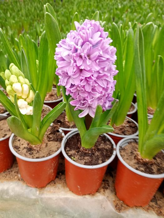 zambile diferite culori