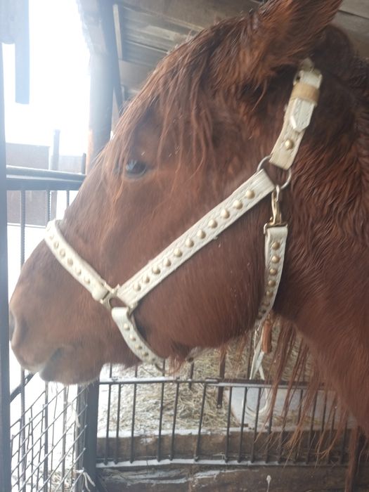 Упряжь для лошади