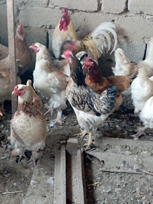 Үй тауықтары бар