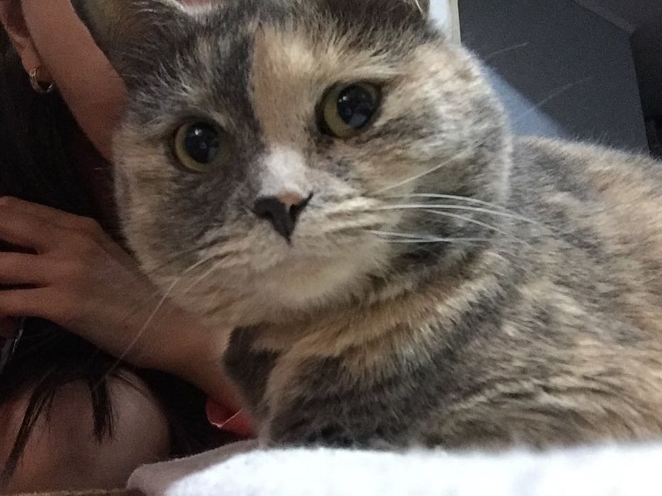 Ласковая и умная кошка ищет дом